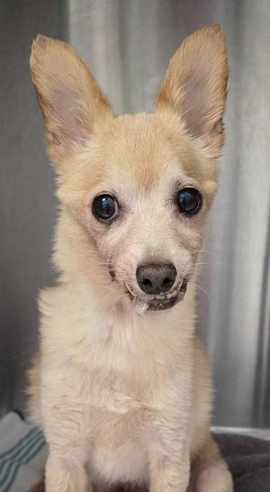 A small, light-colored dog with large ears and dark eyes, sitting on a surface.