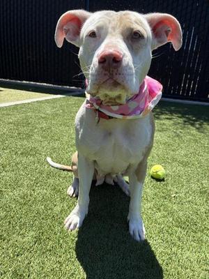 Heart, Pit Bull Terrier, adult, available for adoption