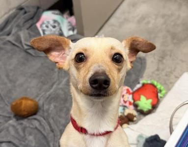 Kitten Kaboodle, Chihuahua, young, available for adoption