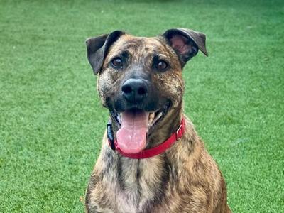 A brindle dog with a red collar sitting on green grass, looking at the camera with its tongue out.