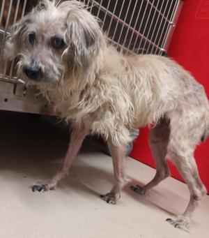 Geraldine, Terrier / Poodle, senior, available for adoption