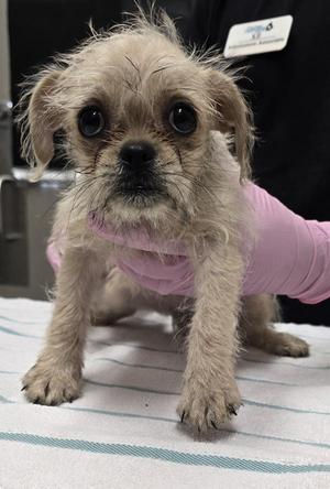 Boogly, Terrier / Pug, puppy, available for adoption