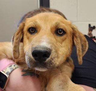 Blaze, Siberian Husky, adult, available for adoption