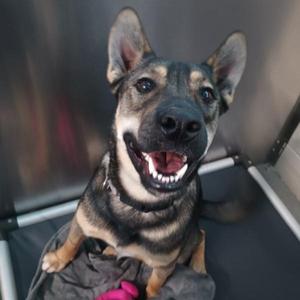 A happy dog with a black and tan coat, sitting in a car seat with its mouth open, showing its teeth and tongue.