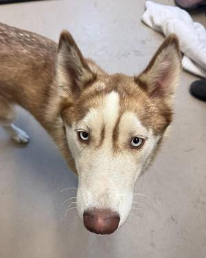 A close-up of a brown and white dog with blue eyes looking directly at the camera.