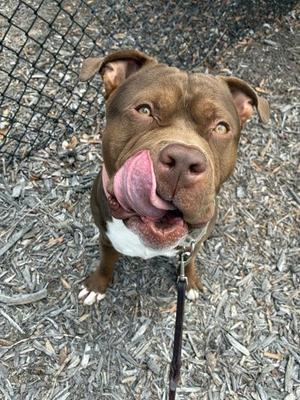 A brown and white dog with a pink tongue sticking out, standing on a mulch-covered ground with a black chain-link fence in the background.