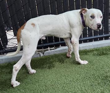 Casper, American Staffordshire Terrier, young, available for adoption