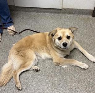 A light brown dog lying on a gray carpeted floor, looking up at the camera with a calm expression. The dog has floppy ears and a slightly shaggy coat. A person's leg and shoe are visible in the background, along with a leash attached to the dog.
