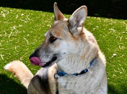 Chase, German Shepherd Dog, adult, available for adoption