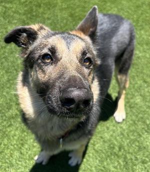 Rosie, German Shepherd Dog, adult, available for adoption
