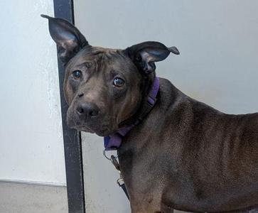 Lady, Pit Bull Terrier, senior, available for adoption