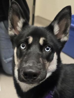close-up of a black and white puppy with blue eyes