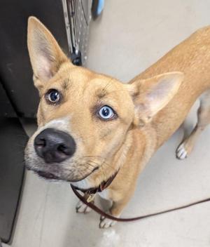 Sebastian, Shepherd, young, available for adoption