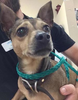 Chip, Chihuahua, senior, available for adoption