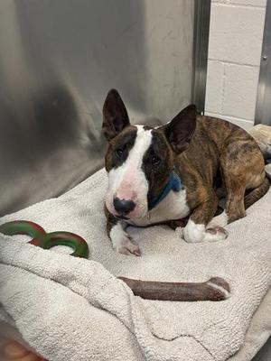 Agent Poe, Bull Terrier, adult, available for adoption