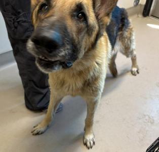 Colossuraptor, German Shepherd Dog, adult, available for adoption