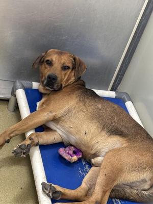 Benjamin George Biscuit Iii, Shepherd, adult, available for adoption