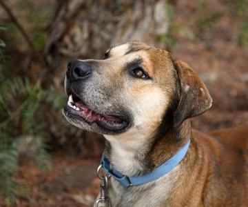 Arrow, Shepherd, adult, available for adoption