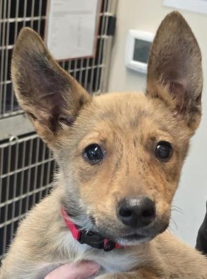 Boop Master 5000, Shepherd, puppy, available for adoption