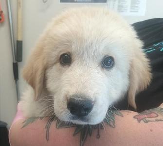 A close-up of a fluffy golden puppy with big, expressive eyes, resting its head on a person's tattooed arm.