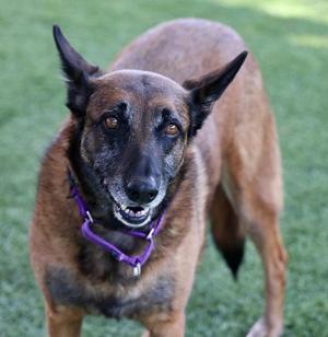 A brown dog with a purple collar standing on grass.