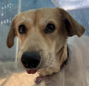 Close-up of a light brown dog with floppy ears and a black nose, looking directly at the camera.