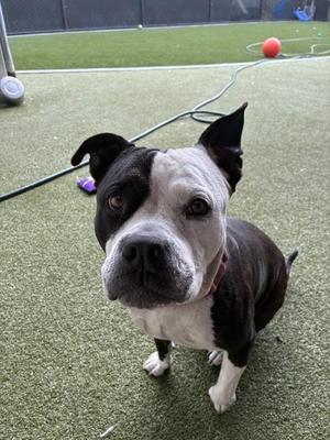 Hampshire, Pit Bull Terrier, adult, available for adoption