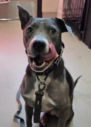 Lily, Pit Bull Terrier, adult, available for adoption