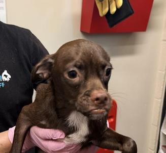 Hubba Bubba, Chihuahua / Pug, puppy, available for adoption