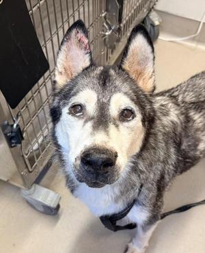 Flora, Siberian Husky, senior, available for adoption