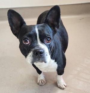 Queenie, Boston Terrier / French Bulldog, adult, available for adoption