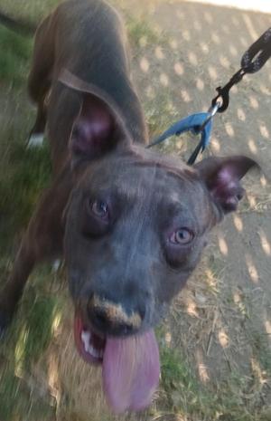 a black dog with its tongue out, wearing a blue collar and leash, standing on grass
