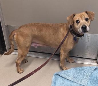 A brown dog standing on a leash in a shelter, with a blue towel on the floor.