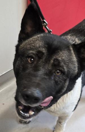 Mynie, Akita, adult, available for adoption