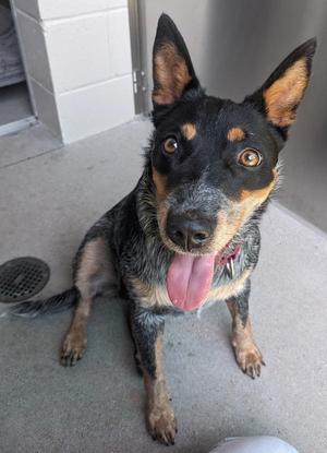 Honeycrisp, Australian Cattle Dog / Blue Heeler, adult, available for adoption