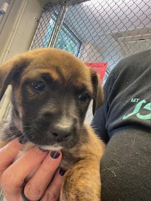 Maple, Pit Bull Terrier and Australian Cattle Dog, puppy, available for adoption