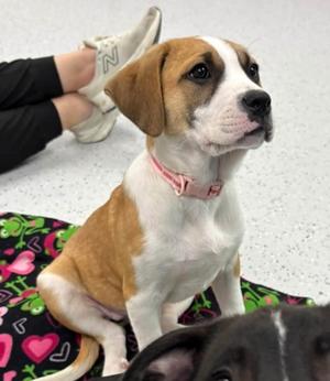 Cleo De Nile, Mixed Breed, puppy, available for adoption
