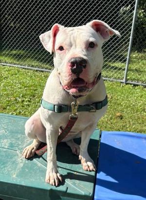 Eloise, Boxer Mix, adult, available for adoption