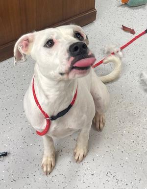 A white dog with a red collar and leash, sitting on a speckled floor.