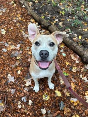 Kimber, Boxer Mix, adult, available for adoption