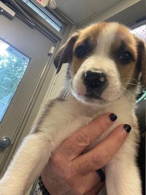 A close-up of a puppy with brown and white fur being held by a person's hand.