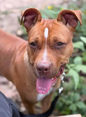 A brown dog with a white stripe on its face, standing outdoors with its tongue out.