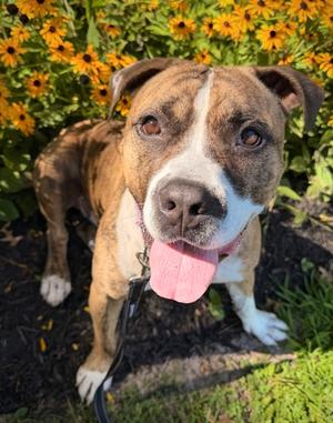 Chad, Bulldog Mix, adult, available for adoption