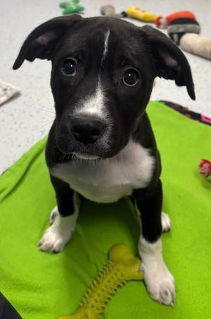 Lagoona Blue, Mixed Breed, puppy, available for adoption