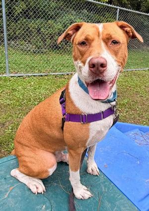 Casper, Hound and Pit Bull Terrier, adult, available for adoption