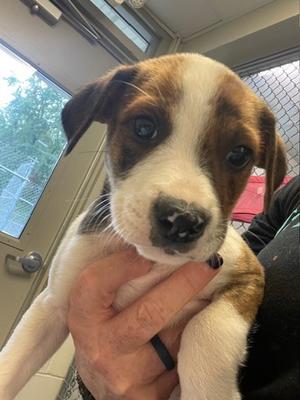Magnolia, Pit Bull Terrier and Australian Cattle Dog, puppy, available for adoption