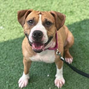 A brown and white dog with a pink collar and leash, sitting on green artificial grass.