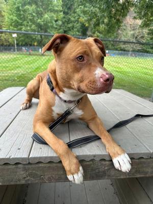 Frannie, Pit Bull Terrier Mix, adult, available for adoption