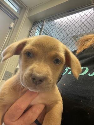 Cedar, Pit Bull Terrier and Australian Cattle Dog, puppy, available for adoption