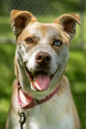 Malawi, Alaskan Husky and Labrador Retriever, adult, available for adoption